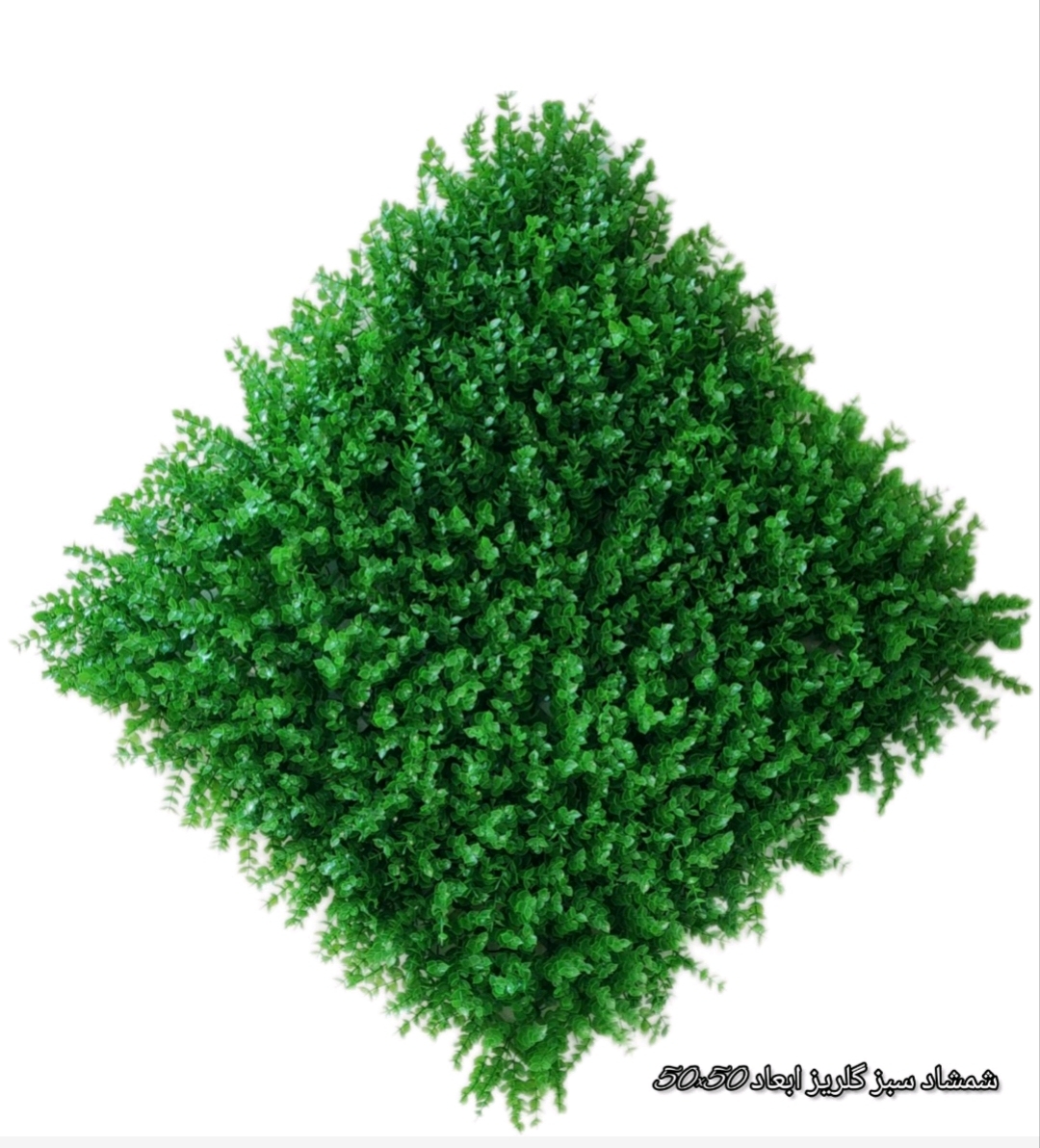 گرینوال 50*50 شمشاد سبز گلریز